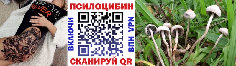 дарнет шоп  Сосновка  Псилоцибиновые грибы ЛСД 
